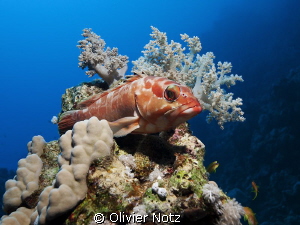 Black tip grouper by Olivier Notz 